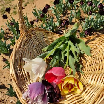 Texas-Tulips - Our picks - Nurseries & Gardening Near Me - Pilot Point, Texas
