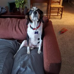 St. Louis Senior Dog Project