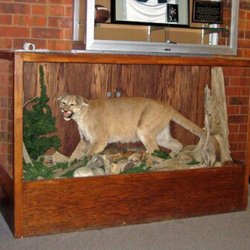 Niwot High School - 30% chance I know who took the Cougar head