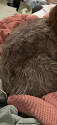 Doggy Style Salon by null