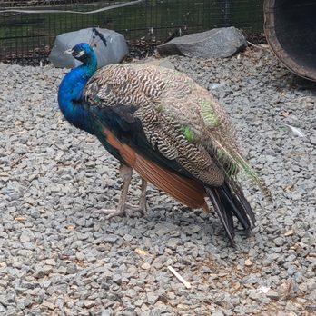 Nova Wild - Petting Zoos Near Me - Vienna, Virginia
