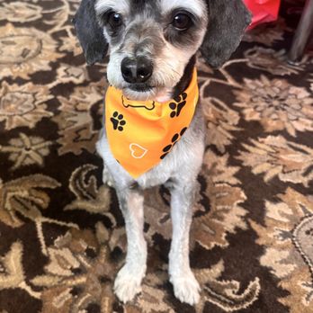 Groomingdale - Look at him in his summer cut! - Pet Groomers Near Me - Los Angeles, California Groomingdale - Look at him in his summer cut! - Pet Groomers Near Me - Los Angeles, California