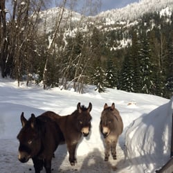 Red Barn Lodge - The Barnyard