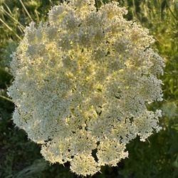 A close-up of carrot flower.