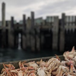Lots of delicious Dungeness crab!