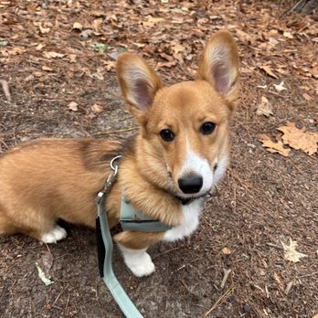 Corgi Corral - Pet Breeders Near Me - Saluda, Virginia Corgi Corral - Pet Breeders Near Me - Saluda, Virginia