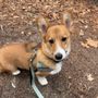 Photo of Corgi Corral