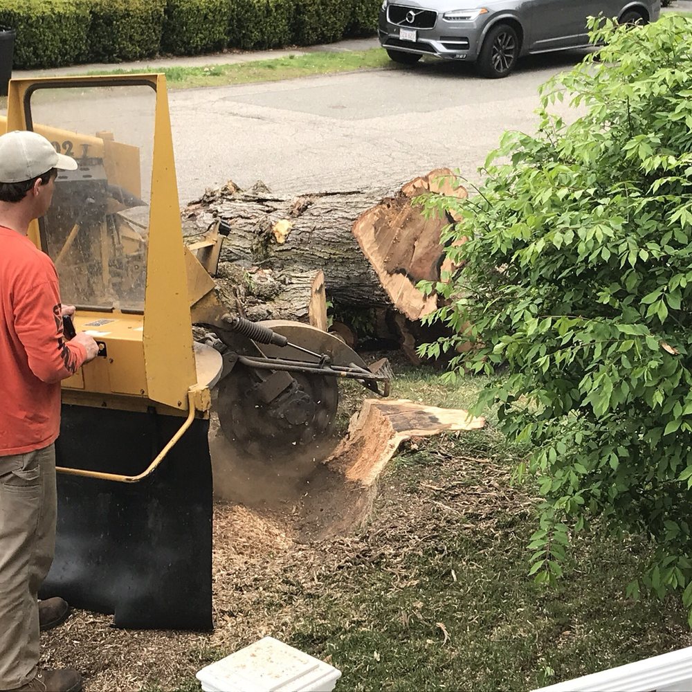 Richard Hunt Landscaping - a man cutting a tree - Landscaping Near Me - Milton, Massachusetts