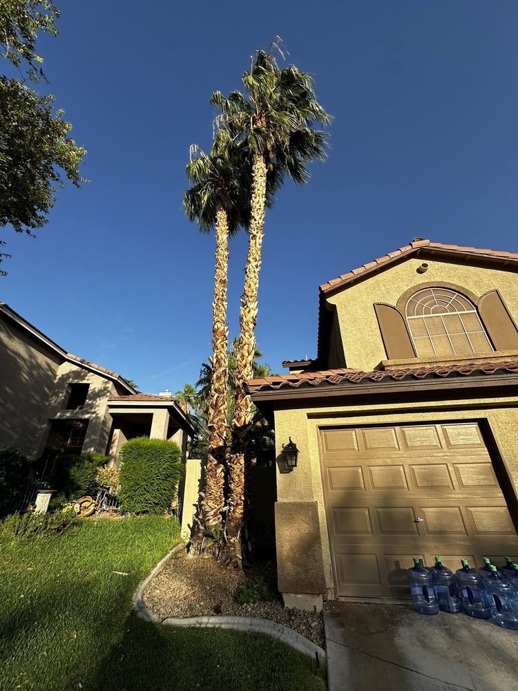 Nevada Tree Service - tree service in Las Vegas, NV