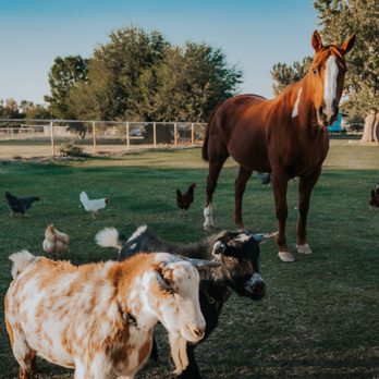 Rebel Hearts Ranch - Animal Assisted Therapy Near Me - San Tan Valley, Arizona Rebel Hearts Ranch - Animal Assisted Therapy Near Me - San Tan Valley, Arizona