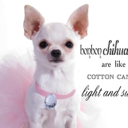 Bonbon Chihuahuas - litterbox trained chihuahua puppy
