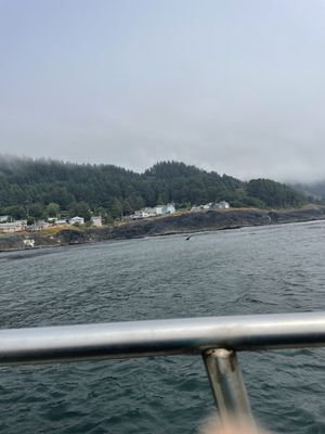 Whale, Sea Life, & Shark Museum by null