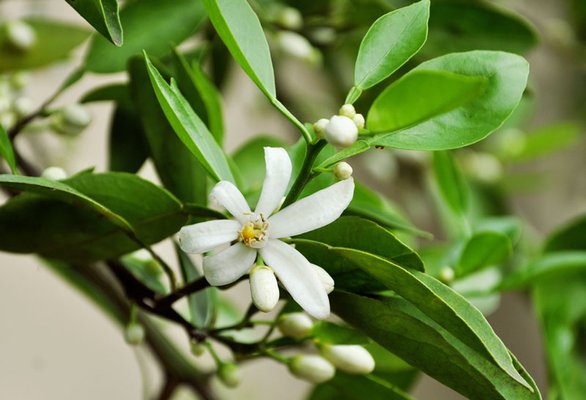 Casa de Triana | Apartamentos de lujo by null