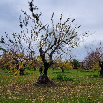 Orchard Heritage Park - Trees - Museums Near Me - Sunnyvale, California Orchard Heritage Park - Trees - Museums Near Me - Sunnyvale, California