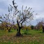Photo of Orchard Heritage Park