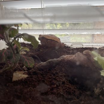 Pet Supplies Plus Stephenville - My tomato frog says pet supplies in Stephenville has the best large crickets around! - Pet Stores Near Me - Stephenville, Texas Pet Supplies Plus Stephenville - My tomato frog says pet supplies in Stephenville has the best large crickets around! - Pet Stores Near Me - Stephenville, Texas