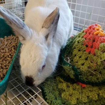 Idaho Humane Society - Bunny waiting to be adopted - Animal Shelters Near Me - Boise, Idaho