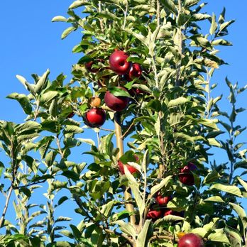 Lynd's Fruit Farm - Fruits & Veggies Near Me - Pataskala, Ohio