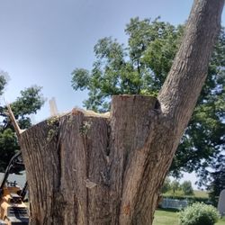 Sizemore Tree Care