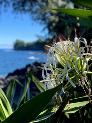 Hawai‘i Tropical Botanical Garden by null