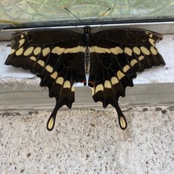 Dahlonega Butterfly Farm