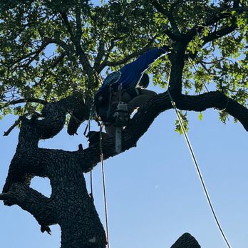SC Tree Service - Tree Services Near Me - Brownwood, Texas SC Tree Service - Tree Services Near Me - Brownwood, Texas