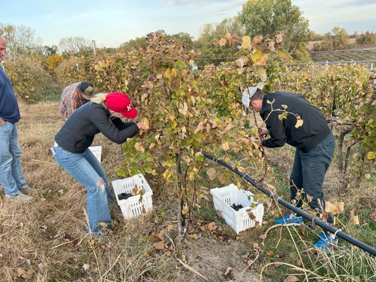 TerraVox Winery by null