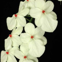 Gold Country Orchids