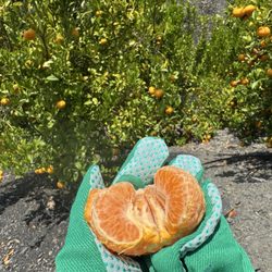 Sunmist Tangerine Farm - Sample while you pick