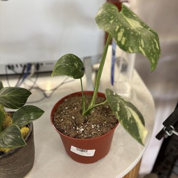 Terra Bella Nursery - $99 healthy little Thai constellation - Nurseries & Gardening Near Me - San Diego, California Terra Bella Nursery - $99 healthy little Thai constellation - Nurseries & Gardening Near Me - San Diego, California