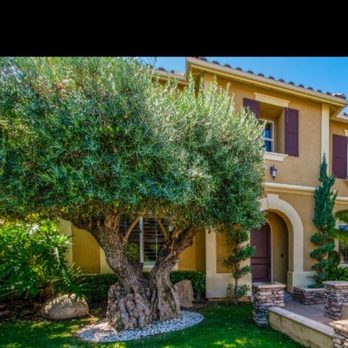 Y.S. OLIVE TREES PARADISE 4/4 ビンテージ【整備品】 ANTIQUE OLIVE TREES - Updated January 2026 - 21905 Arnold Dr