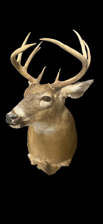 2-Die-4 Taxidermy - taxidermy in Charleston, WV