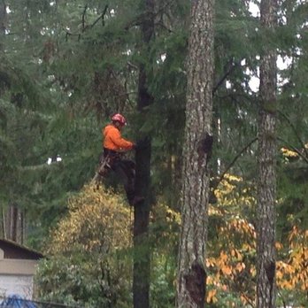 Pacific Tree Care Solutions - Tree Services Near Me Pacific Tree Care Solutions - Tree Services Near Me