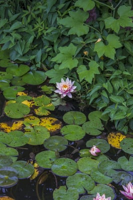 Trauttmansdorff Gärten by null