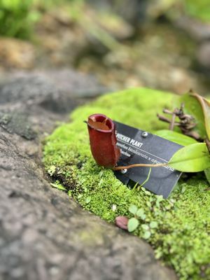 Frederik Meijer Gardens & Sculpture Park by null