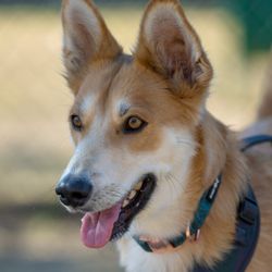 San Diego County Animal Services - South Shelter
