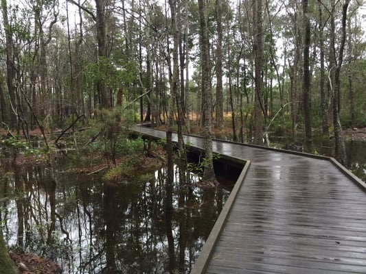 Carolina Beach State Park by null