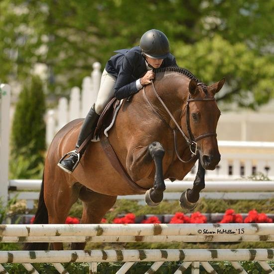 Hidden Knoll Farm - equestrian in Cumming, GA