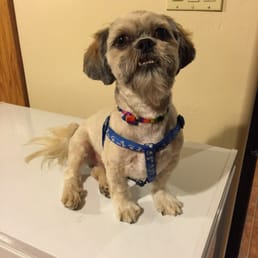 Biscuitz! He is feeling so fresh and so clean after a fantastic trip to Millie's!