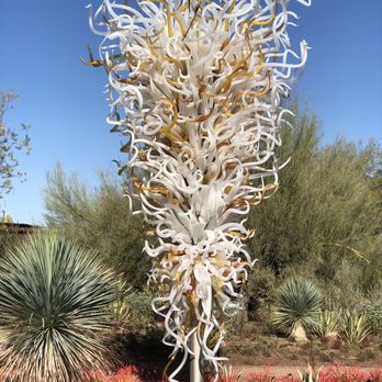 Desert Botanical Garden - chihuly glass - Botanical Gardens Near Me - Phoenix, Arizona Desert Botanical Garden - chihuly glass - Botanical Gardens Near Me - Phoenix, Arizona