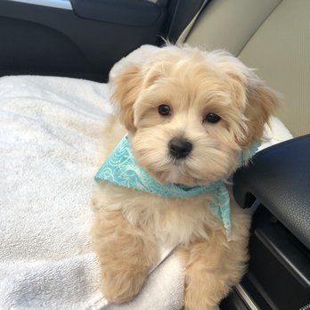 Odyssey Pets - Jolie's first groom!! I am so blown away by Odyssey Pets. They did such a fabulous job! Can't wait to go back! - Pet Stores Near Me - Dallas, Texas