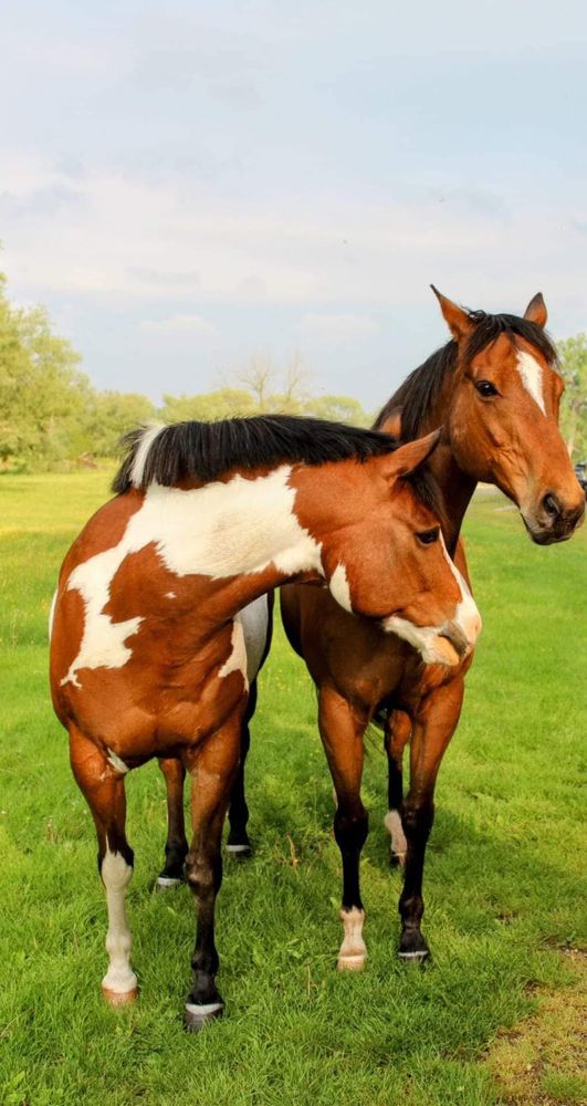 Stocking Hill Farm - equestrian in Piffard, NY