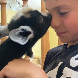 Firehouse Farms - Our little goats are very curious and affectionate!