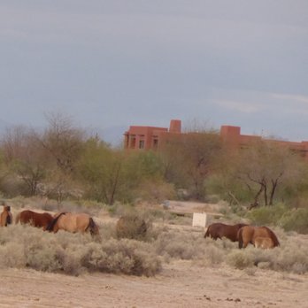 KOLI Equestrian Center - Wild horses! - Venues & Event Spaces Near Me - Phoenix, Arizona