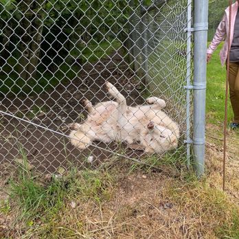 White Wolf Sanctuary - Community Service/Non-Profit Near Me