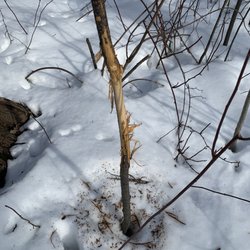 Tillman Road Wildlife Management Area - I scared up 3 deer