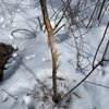 Tillman Road Wildlife Management Area gift card