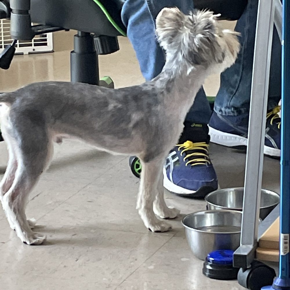 Doggy Style Groom Training - Andre - Pet Groomers Near Me - Cuero, Texas Doggy Style Groom Training - Andre - Pet Groomers Near Me - Cuero, Texas