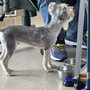 Photo of Doggy Style Groom Training