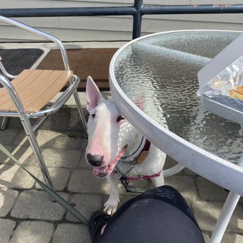 Downtown City Tavern - a dog sitting at a table - Pizza Near Me - Glens Falls, New York Downtown City Tavern - a dog sitting at a table - Pizza Near Me - Glens Falls, New York